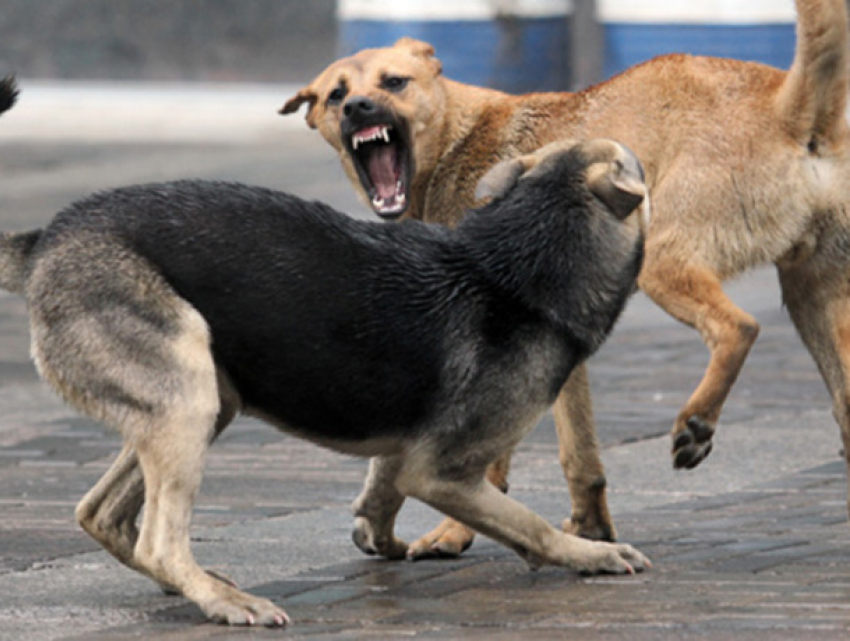 Стая разъяренных собак искусала беззащитную молдаванку