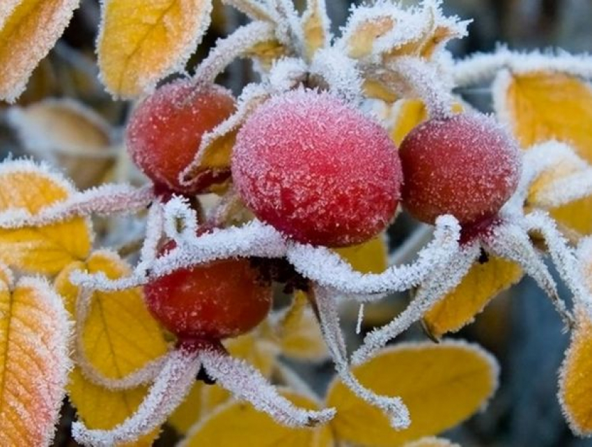 В Молдове в четверг сохранится теплая погода, но только днем – ночью возможны заморозки 