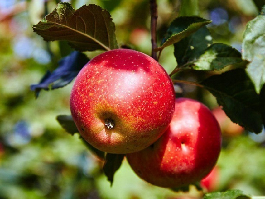 В Молдове переработали рекордное за всю историю страны количество яблок