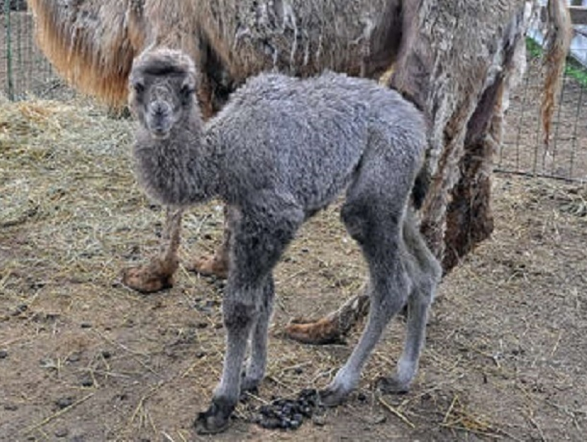 Пополнение в кишиневском зоопарке: на свет появился верблюжонок