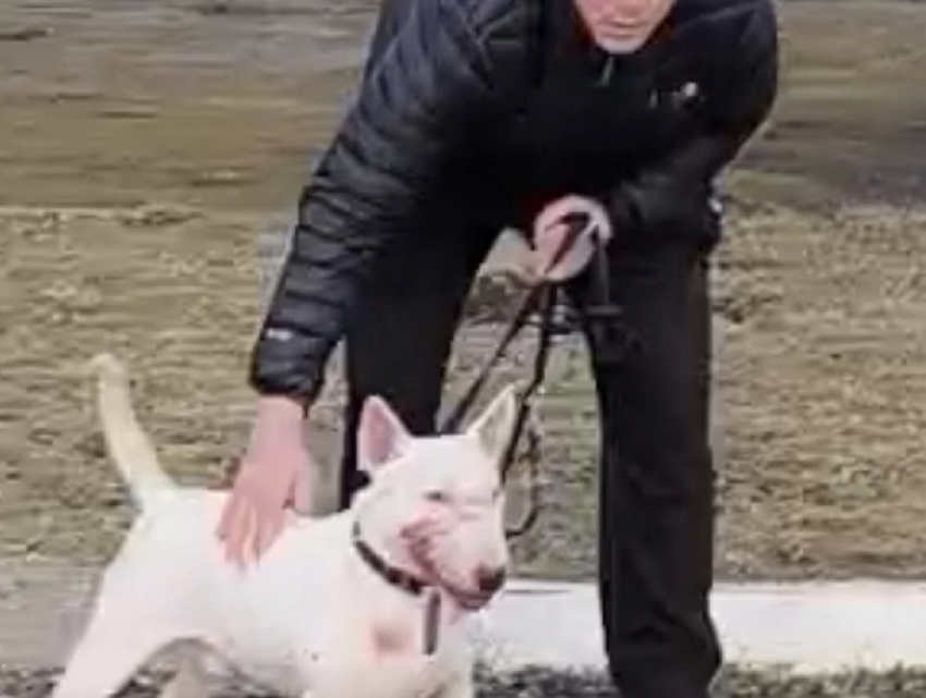 Жестокость в Бельцах: хозяин спустил бойцовскую собаку на дворового пса