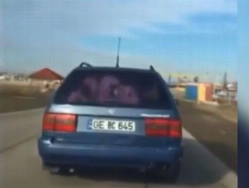 В Молдове гагаузский водитель умудрился затолкать двоих телят в багажник машины и так перевозил их