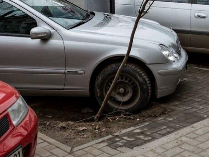 Бессердечные водители примяли молодое деревце на бульваре Штефана чел Маре