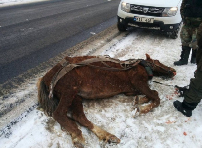 От властей Молдовы просят введения уголовного наказания за издевательство над животными