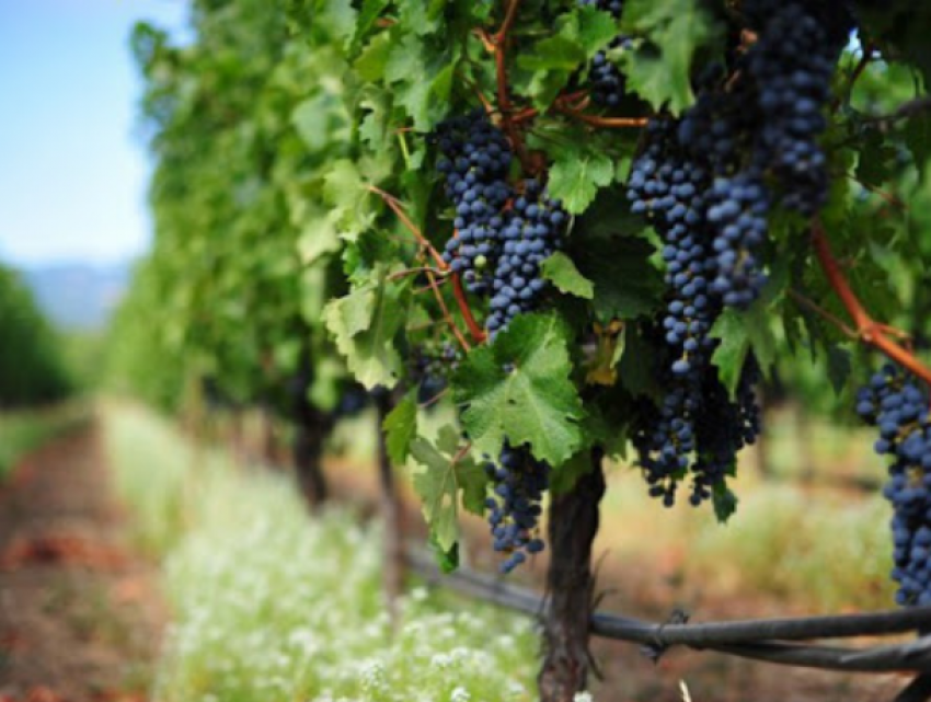 Молдова вошла в ТОП-10 самых популярных винных направлений мира