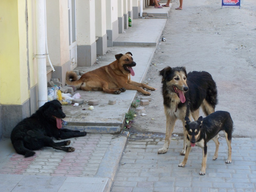 Общественники: Ветеринарная служба Кишинева покрывает убийства собак 