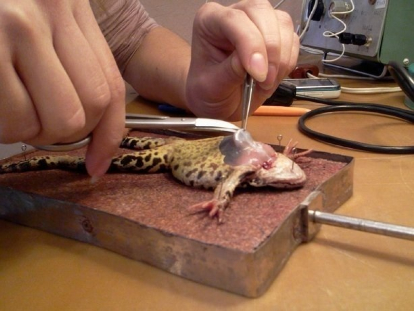 Школы Молдовы обеспечат личинками комаров