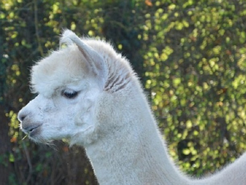 Имя в честь святой выбрали новорожденной самочке ламы в зоопарке Кишинева