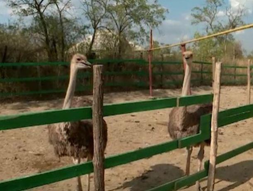 В Молдове начали выращивать страусов