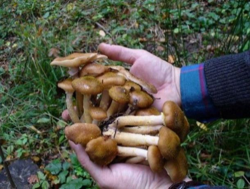 Четверо человек отравились грибами в Кантемирском районе