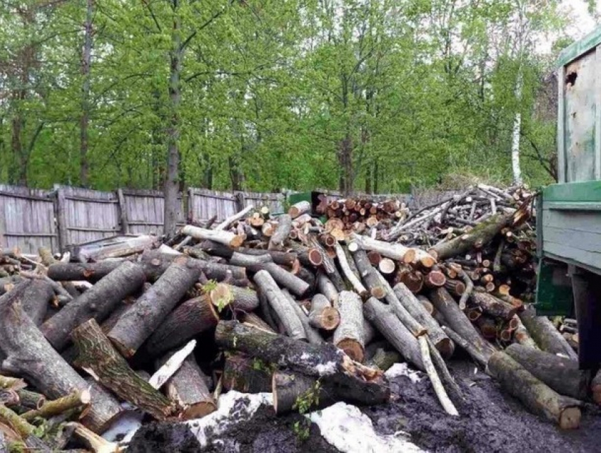 Очистить Кишинев от упавших после стихии веток пообещали до конца июня