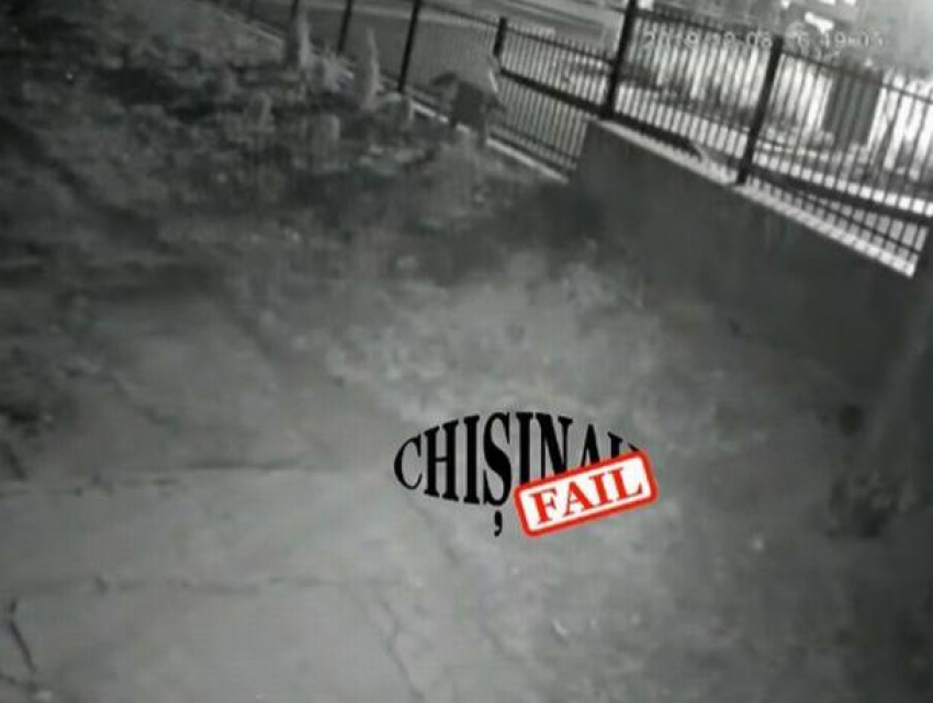 Видеокамера запечатлела возмутительный инцидент на Ботанике - подросток намеренно растоптал высаженные людьми декоративные ели