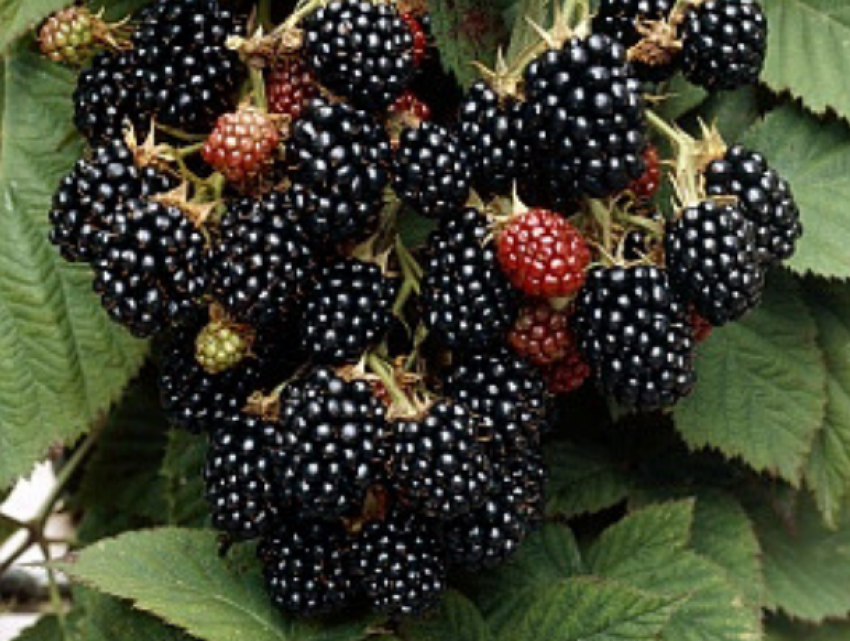 В Молдове появилась первая ежевика урожая этого года