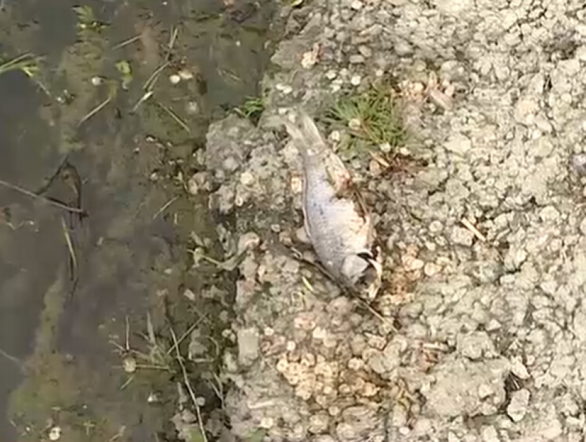 В озере в парке Валя Морилор - массовый мор рыбы