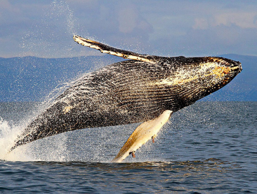Сенсационное появление горбатого кита в заливе Ленинградской области попало на видео 