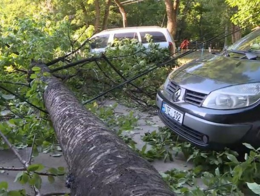 Старое дерево упало в Кишиневе, повредив несколько автомобилей