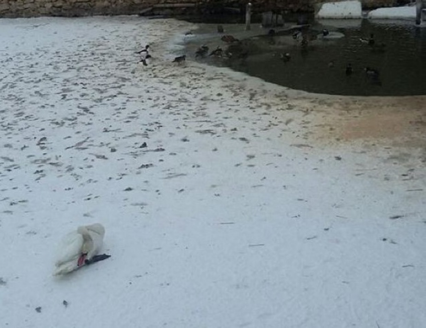 В Криулянском районе спасли лебедя, примерзшего ко льду