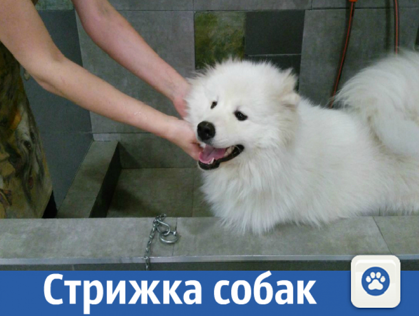 Купаем и стрижем собак крупных пород