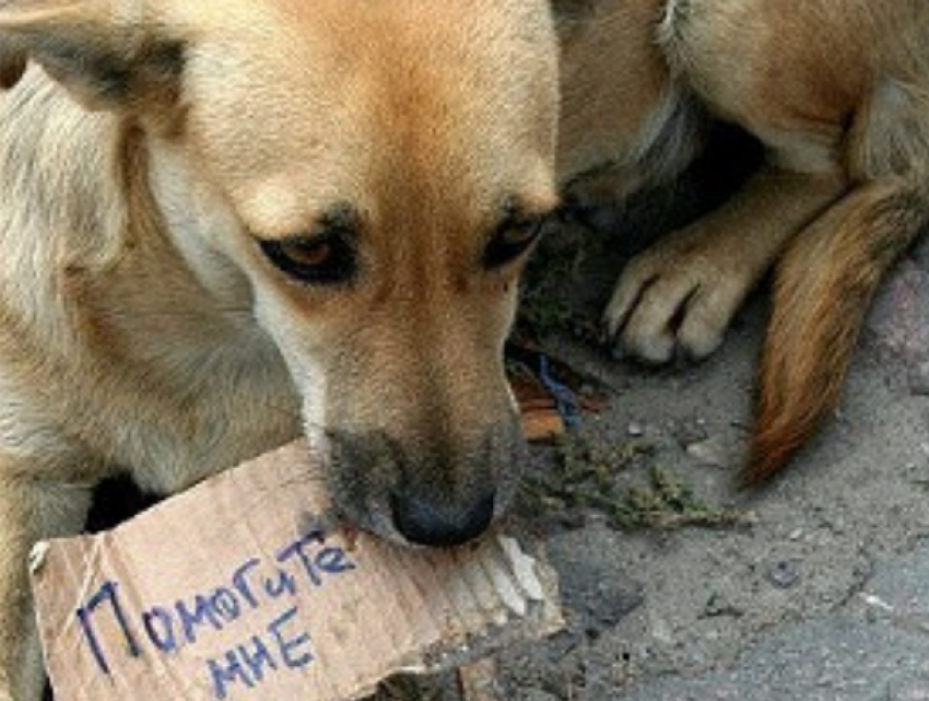 В Гагаузии появятся три приюта для бездомных собак