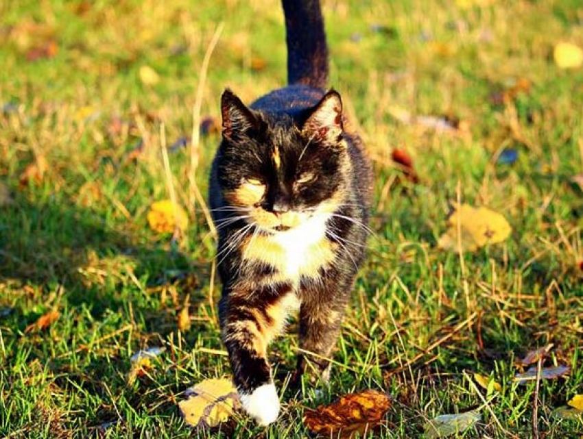 В среду температура в Молдове начнет расти, усилится ветер 