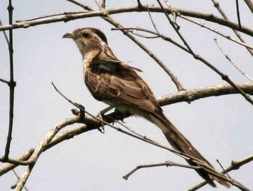 Ночью – мороз, днем – тепло и солнечно: в воскресенье в Молдове погода будет переменчивой