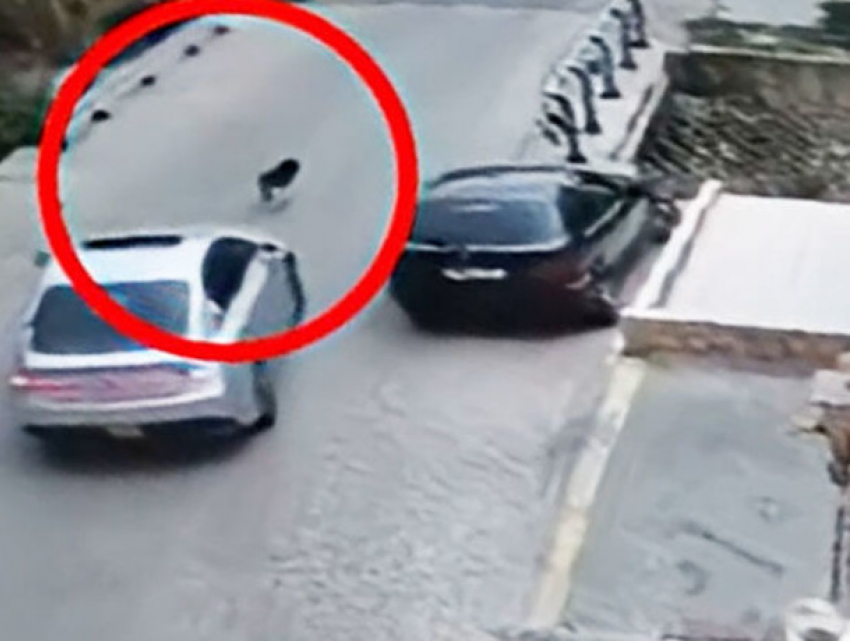 Водитель на скорости сбил собаку: адвокат добивается наказания