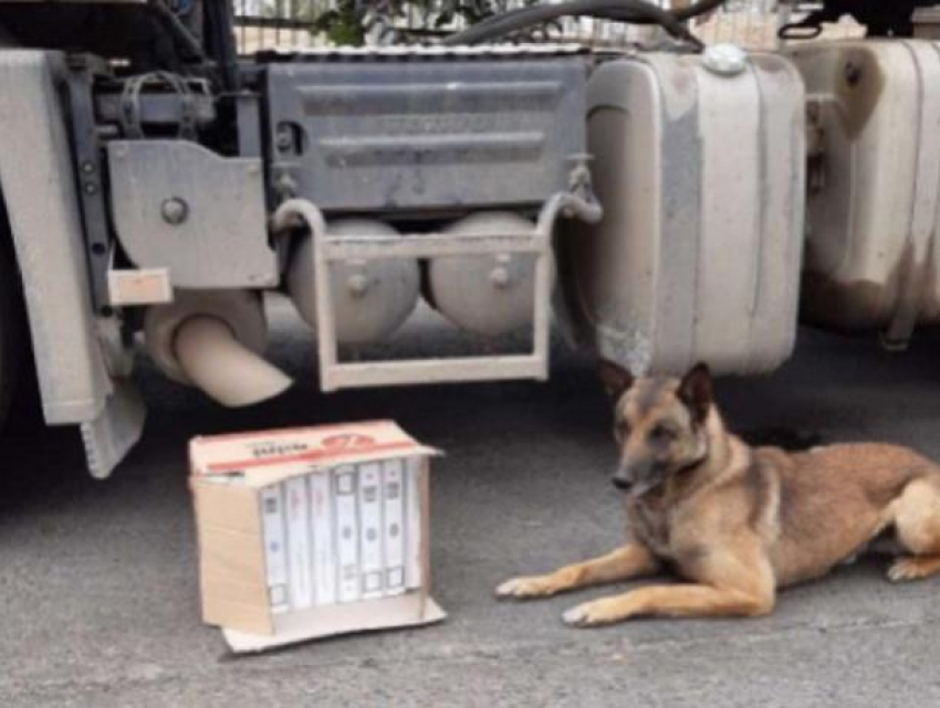 Бдительный таможенный пес прикончил контрабандный план нашего соотечественника в Джурджулештах