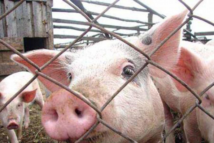 Минсельхоз: угрозы распространения в Молдове свиной чумы нет