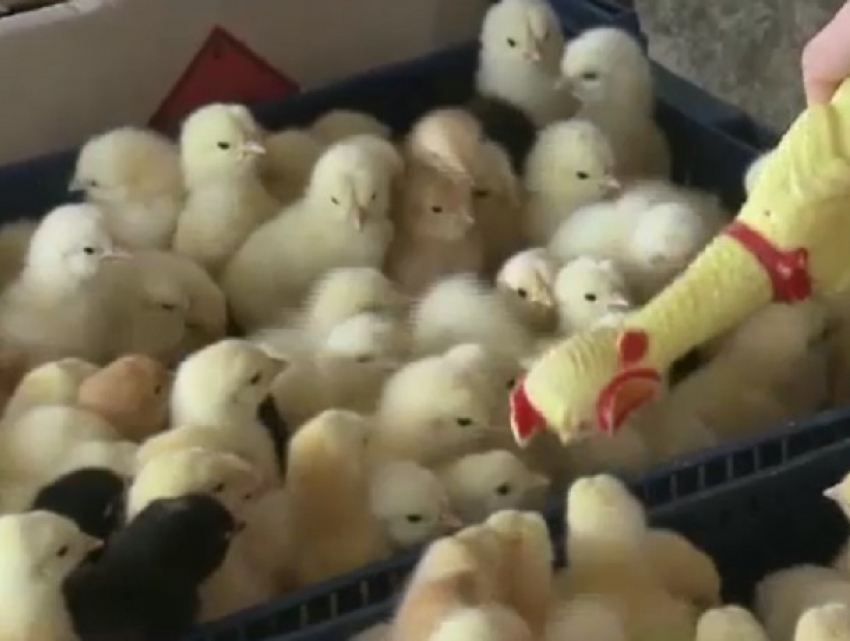 Кур нового поколения и «запоздалых» цыплят привезли на Центральный рынок в Кишиневе