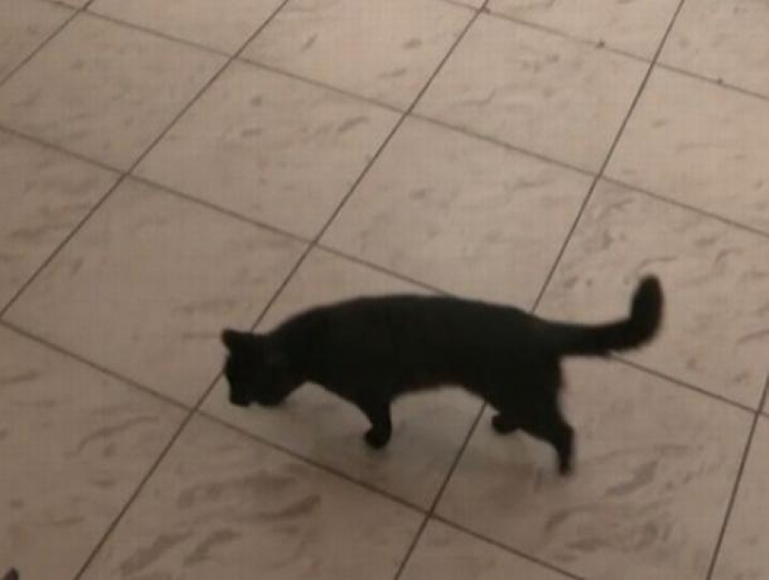 "Картина маслом» - чёрная кошка прошла перед Лянкэ, в то время как тот заливался соловьём, рассказывая о «необходимости евроинтеграции"