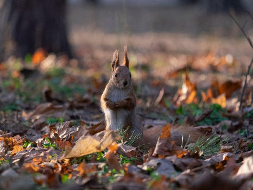 Воскресенье в Молдове будет теплым и облачным 