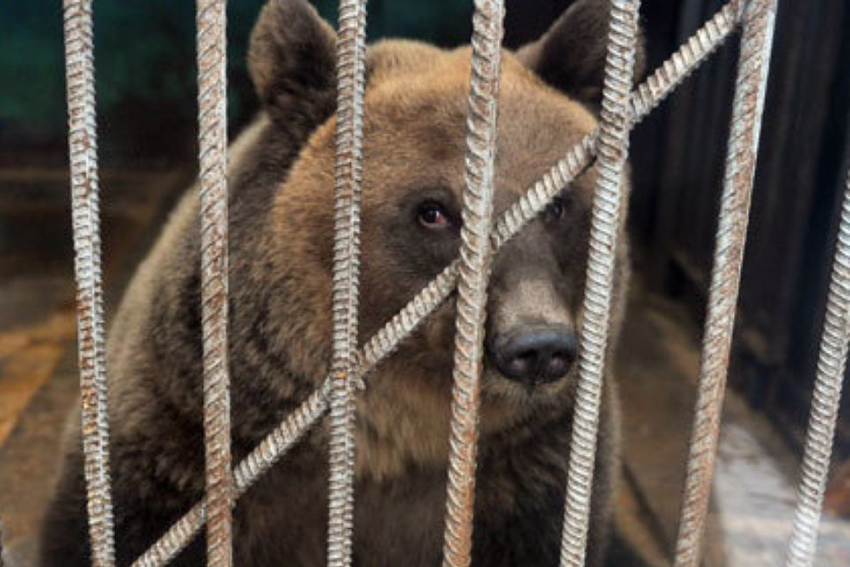 Медведей из Кишиневского зоопарка просят спасти от гибели в тесных клетках