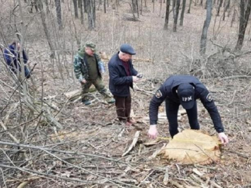 Рядом с селом Чучулены лесные браконьеры срезали 18 деревьев