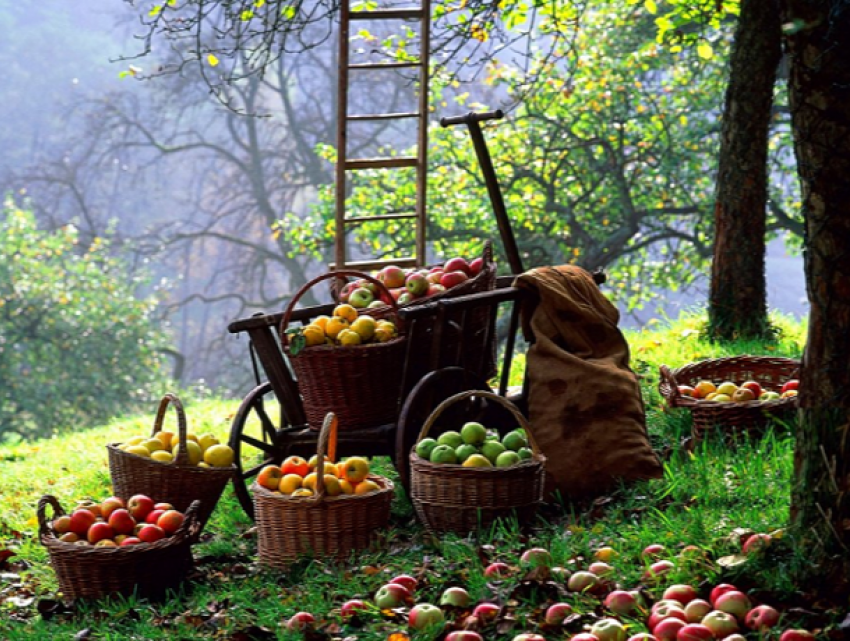 В Молдове некому собирать урожай яблок, для этого приглашают узбеков