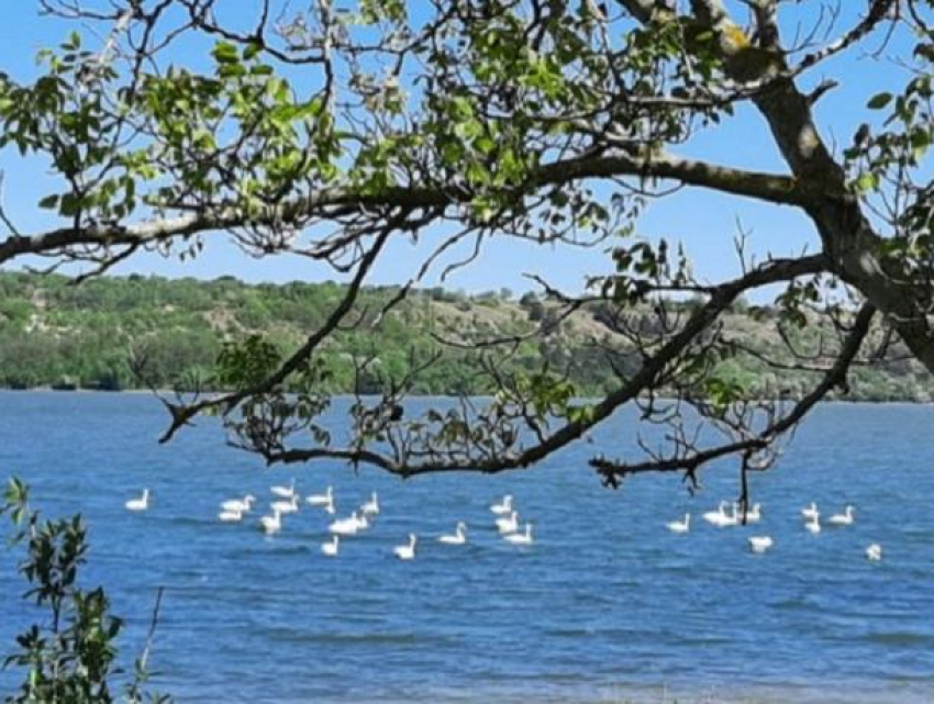 Чудесная картина в Голерканах - около сотни лебедей плавают по поверхности Дубоссарского водохранилища