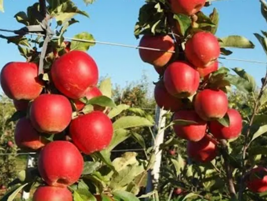 "Яблоки на снегу» - как Молдова осталась без зимних сортов яблок