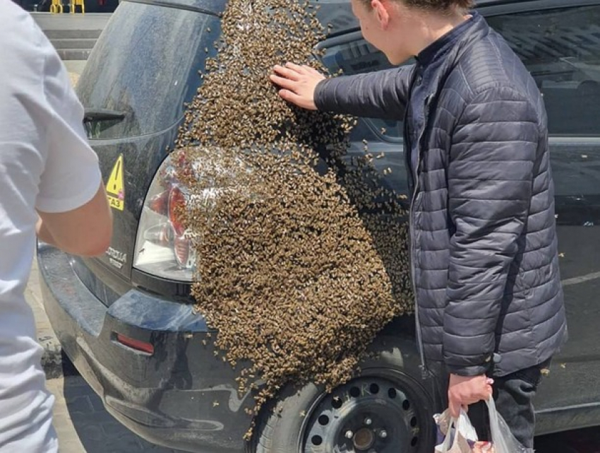 Пчелы захватывают Кишинев. В чем причина?