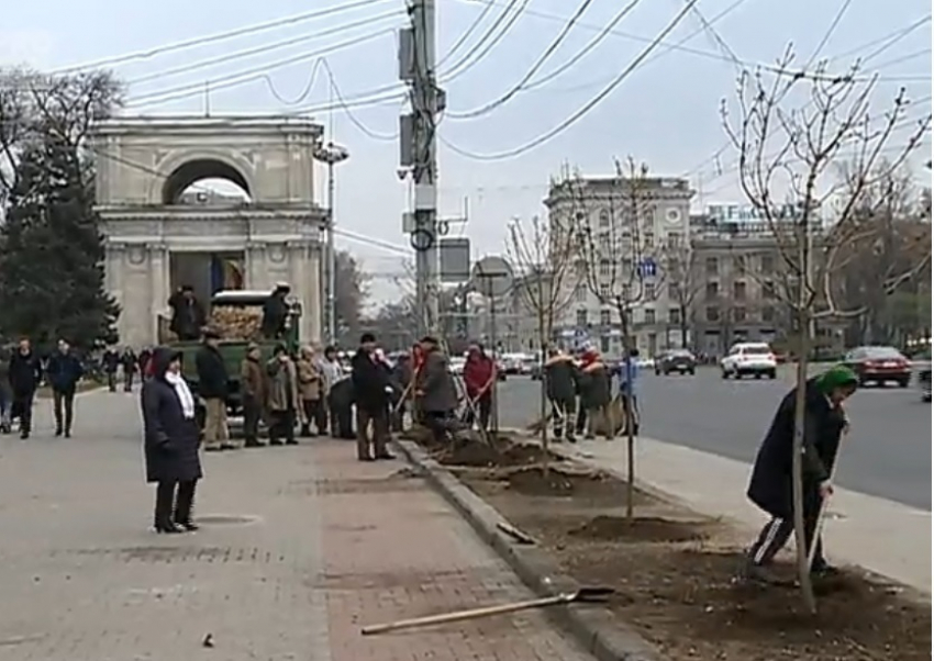 На ПВНС вместо спиленных лип уже высадили ясени