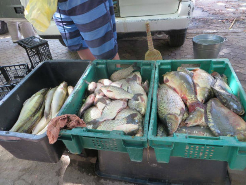 Торговцев «плохой» живой рыбой в городах Молдовы наказали