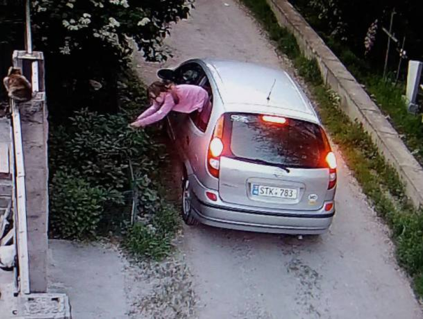 Вот так в Кишиневе воруют цветы