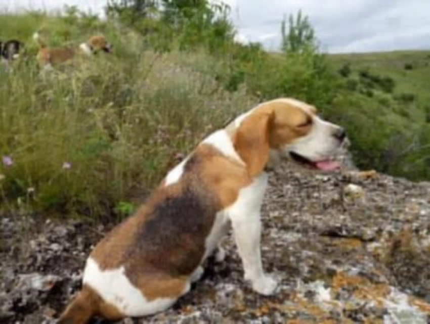 Семья из села Бутучены обещает 500 евро тому, кто найдет их собаку