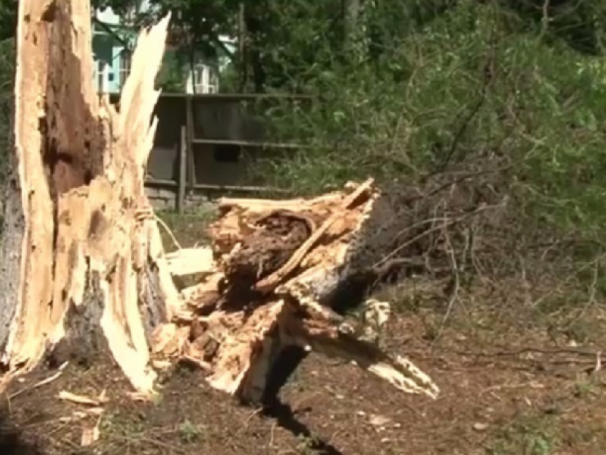 Упавшее дерево травмировало 8 карабинеров в Бельцах