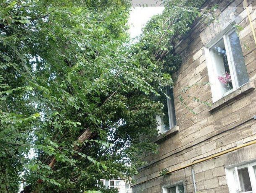 В Кишиневе упавшее дерево повредило крышу дома: «Зеленое хозяйство» бездействует 