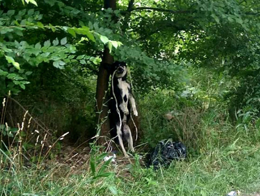 Зверское убийство: у столичного конно-спортивного клуба повесили собаку, перевязав ей морду