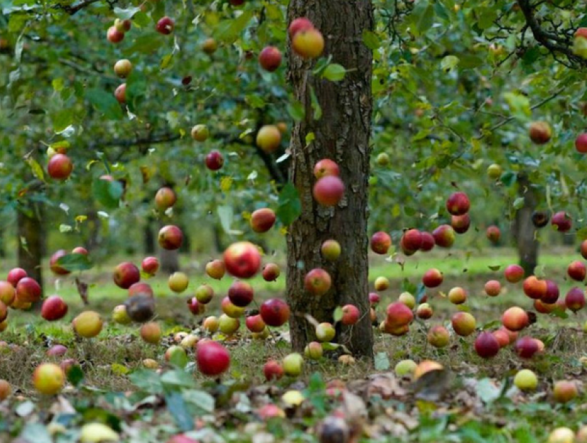 Десятый год обещанной евроинтеграции: урожай на миллионы леев гниет в садах