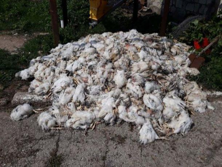 Трагедия: В Комрате на одной из птицефабрик из-за урагана погибли 19 тысяч птенцов