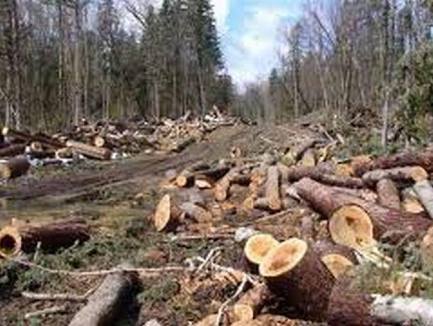 В Молдове введут трехлетний мораторий на лесозаготовку 