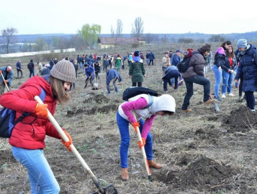 В Кишиневе появятся новые зеленые зоны: сегодня были посажены тысячи деревьев и кустарников 