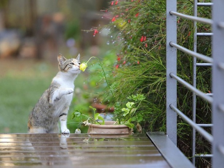 В воскресенье в Молдове будет пасмурно и местами дождливо 