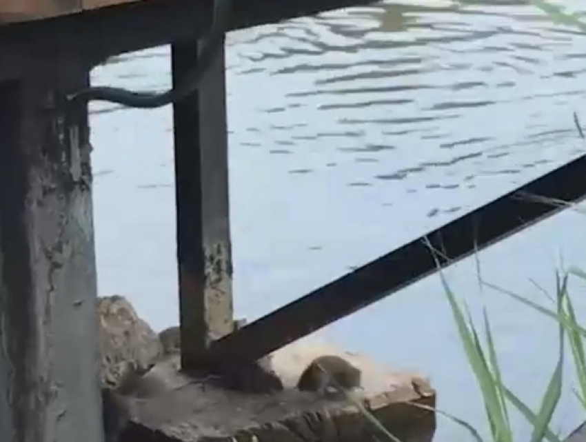 Нашествие крыс в парке «Дендрарий» сняли на видео жители столицы 